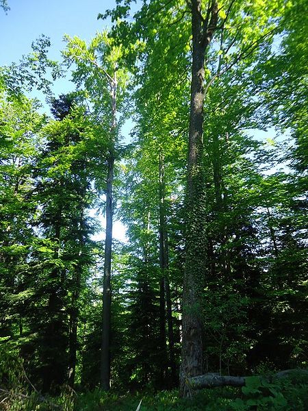 Datoteka:Medvednica24.jpg